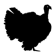 Silhouette Black Turkey On A White Background