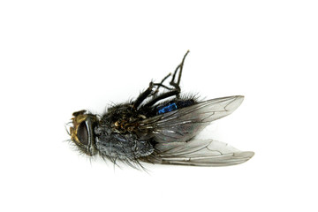 dead house fly insect on white background