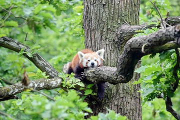 Wall Mural - Red Panda Ailurus Fulgens Lying on Branch