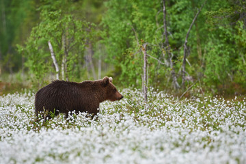 Wall Mural - brown bear (ursus arctos) walks among the cotton grass.