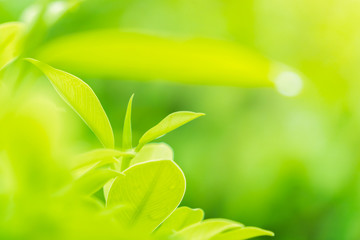 closeup nature of green leaf in garden under sunlight, Natural green plant background.