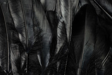 Black Feather Texture Background.