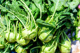 Fototapeta Kuchnia - Green kohlrabi covered with water drops close up. Healthy fresh vegetables for sale at farmers market.