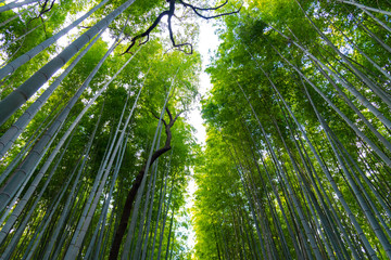 Wall Mural - Arashiyama Bamboo Grove Zen garden light up at night, a natural forest of bamboo in Arashiyama, Kyoto, Japan