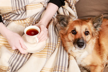 woman sitting on the sofa with her lovely dog and cup of tea.