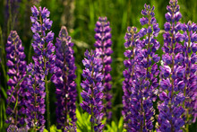 A Lot Of Purple Lupins Bloom In The Field. Glade Of Spring Flowers. Beautiful Background