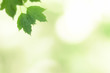 © paranoid4k - Branch with green leafs on defocused background (the depth of field is ultra shallow).