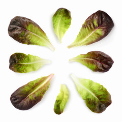 Wall Mural - Fresh red lettuce leaves isolated on white background. Pattern with salad leaves.