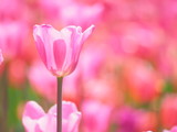 Fototapeta Tulipany - ピンクのチューリップ