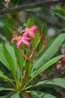 beautiful red flowers of plumeria on the background of green leaves macro in thailand