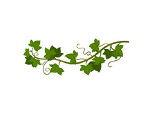 Green Grapevine Close-up. Vector Illustration On White Background.