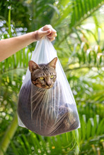 Beautiful Gray Tabby Cat Is Inside A Plastic Bag, Close Up