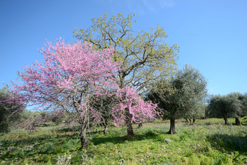 Scenic view of beautiful natural park with blooming trees on a sunny spring day, in Tuscany, Italy 