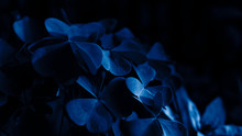 Moonlight On The Leaves In The Forest, A Ray Of Light In The Dark. Blue Neon. Nature At Night.