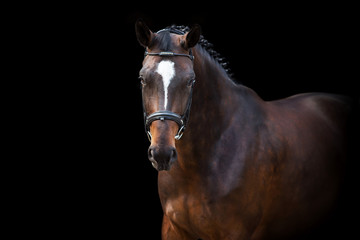 Horse portrait in bridle isolated on black background