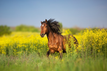 Wall Mural - Bay horse with long mane on rape field