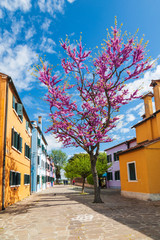 Wall Mural - Bright colorful houses on the island of Burano on the edge of the Venetian lagoon with a flowering apricot tree. Venice, Italy