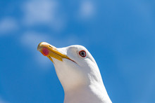 Seagull On Blue Sky Background
