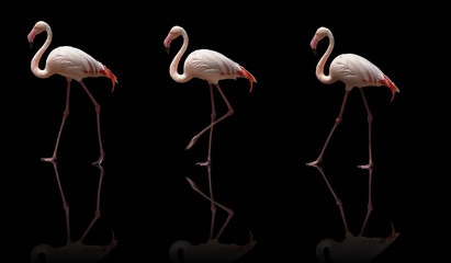 Wall Mural - beautiful pink flamingo posing. isolated on black background