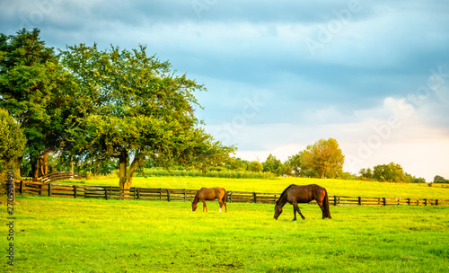 Cuadros en Lienzo Two horses grazing on a farm in Central Kentucky