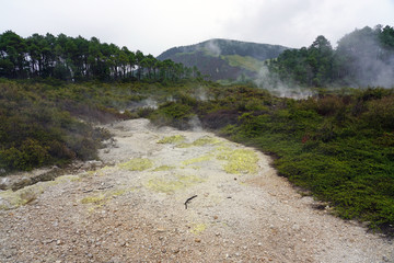 Wall Mural - Geothermal craters in the forest in the Waiotapu area of the Taupo Volcanic Zone in New Zealand