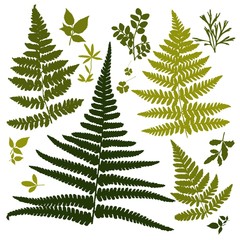 Wall Mural - Set of silhouettes of botanical elements. Branches with leaves, herbs, wild plants, trees. Garden and forest collection of leaves and grass.  illustration on white background 