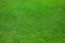 Green Grass Background Texture. Green Field Background.
