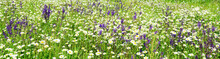  Flower Meadow With Daisies And Sages, Large Header