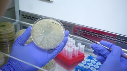 Poster - Close-up scientist takes bacteria from a petri dish using a microbiological loop and transfers bacteria into a test tube. The camera is watching from behind the scientist.