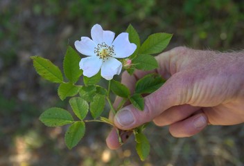 offrir une fleur d'églantine sauvage