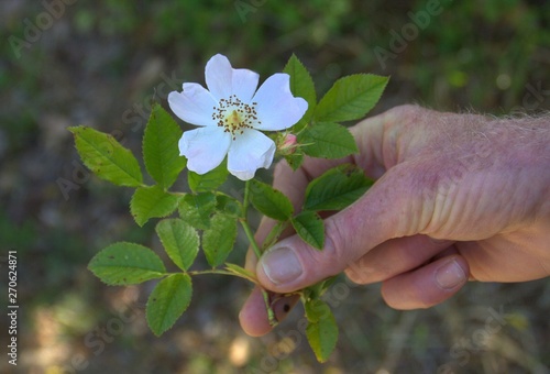 Offrir Une Fleur Déglantine Sauvage Buy This Stock Photo