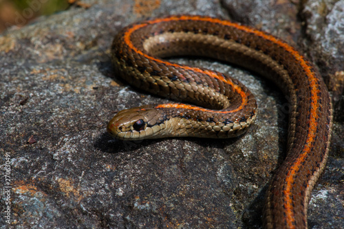 Fotografía Snake closeup with sharp background