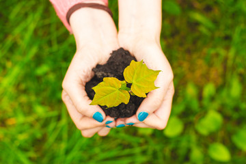 Young hands holding dark dirt with a small sapling on a green natural background – Female farmer taking care of the new growing crop