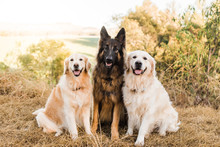 Three Dogs Sitting Obediently