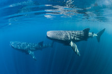 Whalesharks Swimming (varied Compositions)