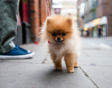 Little Adorable Pomeranian Dog