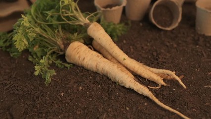 Wall Mural - Organic parsley growing concept with freshly harvested root