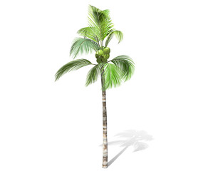 3D rendering - tall coconut tree  isolated over a white background use for natural poster or  wallpaper design, 3D illustration Design.