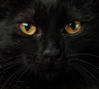 © Mika Knezevic/Stocksy - Black cat