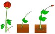 Rose reproduction. Cutting stages. Asexual Vegetative propagation types in plants.  A part of a plant, typically a stem or leaf, is cut off and planted.  2d drawing illustration Vector.