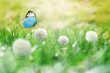 Wall Mural - Summer background. Green grass, white flower and butterfly on the meadow