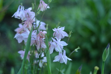  flower, nature, spring, plant, green, purple, flowers, garden, pink, flora, summer, wild, blossom, bloom, grass, field, blue, beauty, wild flower, macro, beautiful, color, natural, closeup, bloom bel