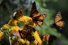 Small Crowd Of Monarch Butterflies On Bright Yellow Flower