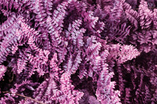 Infrared: Abstract Fern Plant Leaves