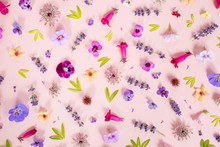 Individual Flowers On A Pink Background.