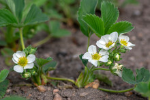 Fragaria Ananassa Flowering Garden Plant, Group Of White Yellow Flowers In Bloom With Green Leaves