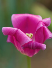 Aging Head Of A Tulip In The Flower Bed