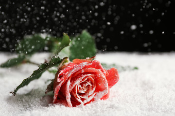 Beautiful rose on snow against black background, space for text