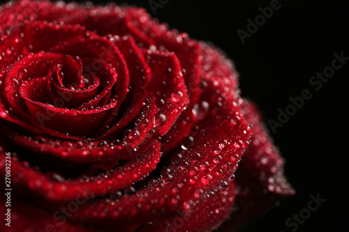 Beautiful red rose with water drops on black background, closeup. Space for text