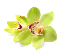 Beautiful Tropical Orchid Flowers On White Background